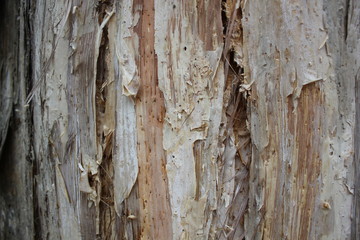 Closeup of peeling bark on a tree.