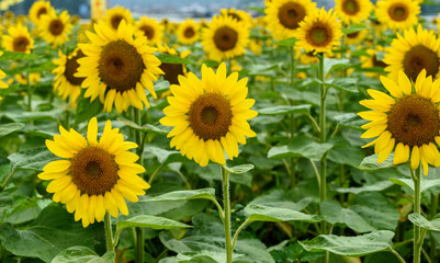 Fototapeta premium 佐用町のひまわり畑