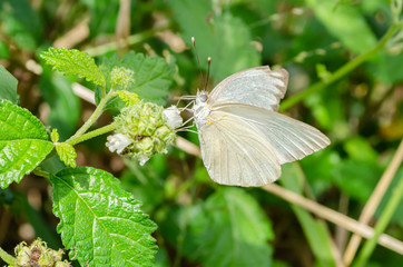 Great Southern White Butterfly On Flowers