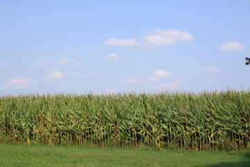 Obraz premium field of corn