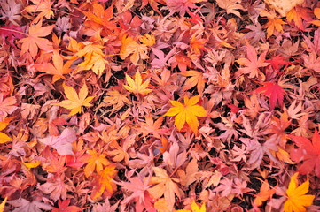 Close Up Colorful Maple Leaves Carpet Background in Autumn