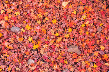 Close Up Colorful Maple Leaves Carpet Background in Autumn