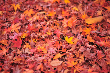 Close Up Colorful Maple Leaves Carpet in The Park During Autumn