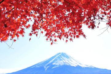 Red Maple Leaves with Background of Fuji Mountain and Lake Kawaguchi in Japan During Sunny Day Autumn