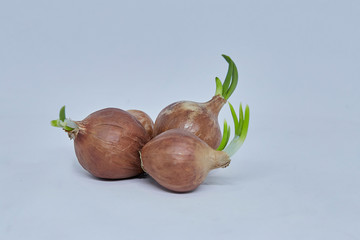 Growing onion on white background. Close up of onion saplings on white.