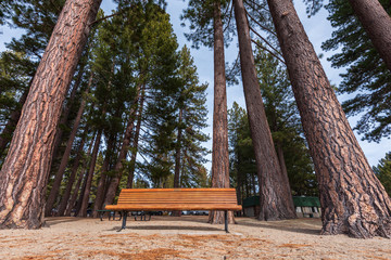 Wide angle landscape of bench surrounded by large pine trees at Incline Village, Nevada