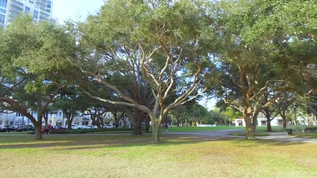 4K Drone Video of Oak Trees Downtown St Pete City Park
