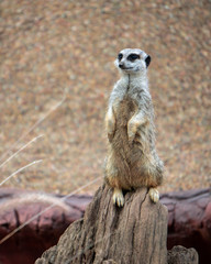 Meerkat sitting watching