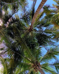 Palm tree underground of the sky