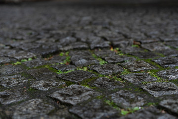 moss on stone