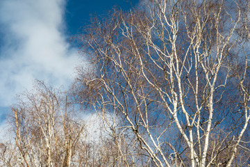White birch trees against the blue sky