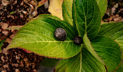 snail on a leaf