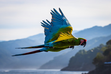 parrots in flight