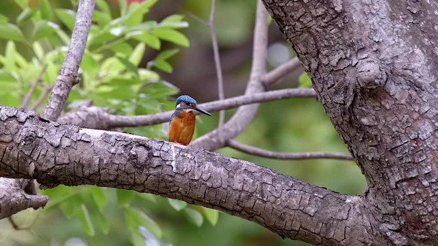 A Small Brightly Colored Common Kingfisher Perching On A Tree Branch - Close Up Shot