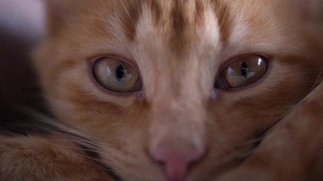 Sleppy Cat Close Shot. UHD Slow Motion