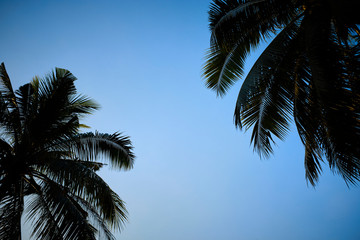 Fototapeta na wymiar Tropical Palm Trees in the Morning Light