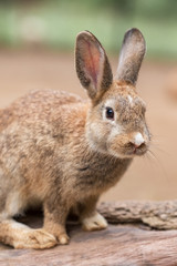Cute bunny rabbit outdoor portrait