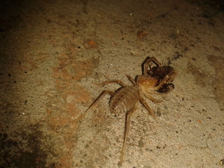 Araña del desierto alimentándose