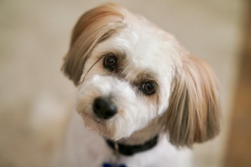 Cute dog poses for a photo