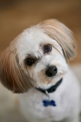 Cute dog poses for a photo