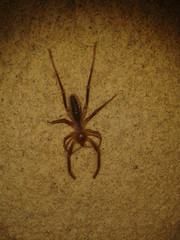 Araña del desierto
