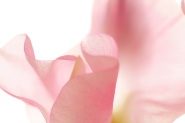 Obraz na płótnie Canvas ピンクの花びら