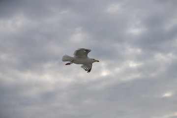 Fliegende Möwen