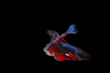 Fototapeta premium The Moving Moment of Red Blue Metallic Half Sun Betta Splendens or Siamese Fighting Fish on Black Background