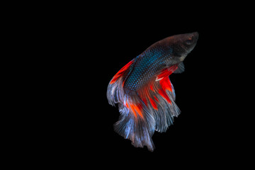 Obraz premium The Moving Moment of Red Blue Metallic Half Sun Betta Splendens or Siamese Fighting Fish on Black Background