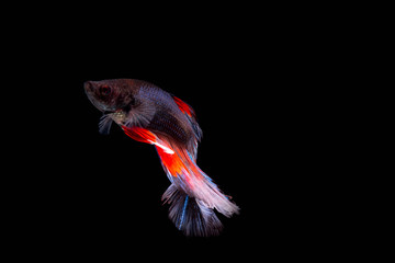 The Moving Moment of Red Blue Metallic Half Sun Betta Splendens or Siamese Fighting Fish on Black Background