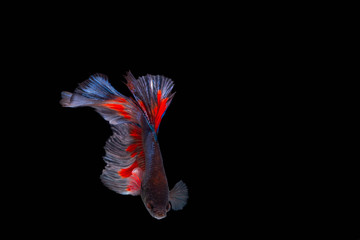 The Moving Moment of Red Blue Metallic Half Sun Betta Splendens or Siamese Fighting Fish on Black Background