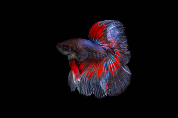 Fototapeta premium The Moving Moment of Red Blue Metallic Half Sun Betta Splendens or Siamese Fighting Fish on Black Background
