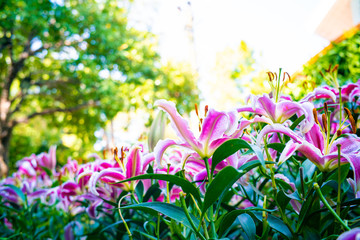 Obraz na płótnie Canvas Colourful pink tulip flower in botanical winter garden