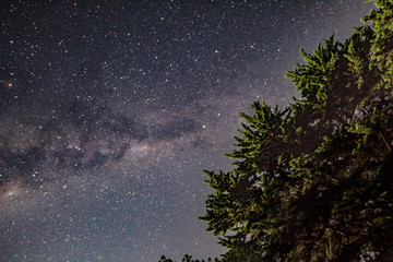  Milky Way and trees