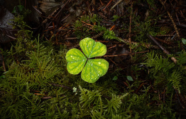Vivid Green Lucky Clover in Lush Green Forest