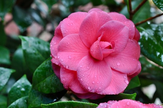 Pink Camilia flower bloom with rain drops