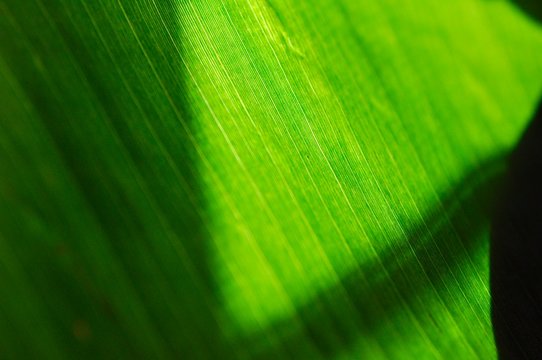 Sunlight through green plant leaf