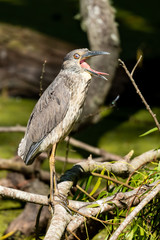 Yawning Heron