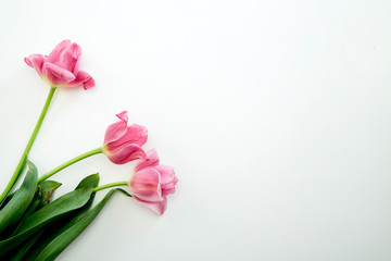 Pink Tulips Flowers on White Background