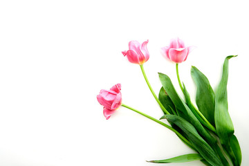 Pink Tulips Flowers on White Background