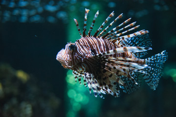 Naklejka na ściany i meble A closeup of a Lionfish swimming in the aquarium. Vancouver Aquarium BC Canada