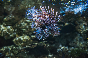 Fototapeta na wymiar A closeup of a Lionfish swimming in the aquarium. Vancouver Aquarium BC Canada