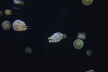 Obraz na płótnie Canvas A picture of jellyfish floating in the aquarium. Vancouver Aquarium BC Canada