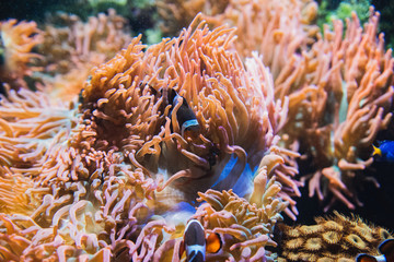 Naklejka na ściany i meble Clownfish hides in the poisonous anemone to protect itself. Vancouver Aquarium BC Canada