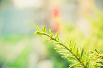 Taxus baccata (Yaw tree) bush in the garden. Selective focus.