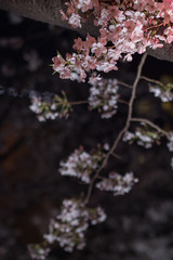 Pink cherry blossom branches background.
