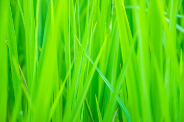Fototapeta na wymiar Close up of green grass background. selective focus.
