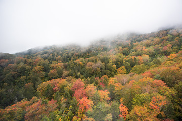 Tsugaike nature park at nagono, otari village