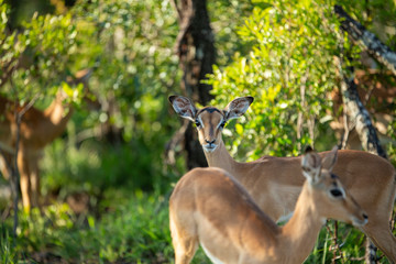 ushA young inquisitive impala in the thick b