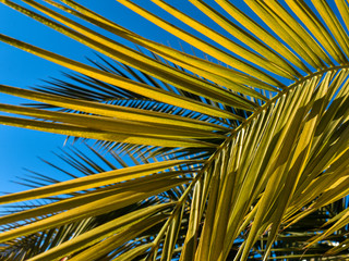 Leaves of a date palm on a background of blue sky. Yellow and green palm leaves. Background. Clear sky. Palm tree.